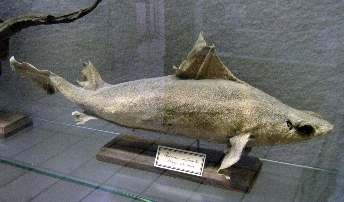 Souris de mer (centrina vulpecula), musée Pierre Gassendi