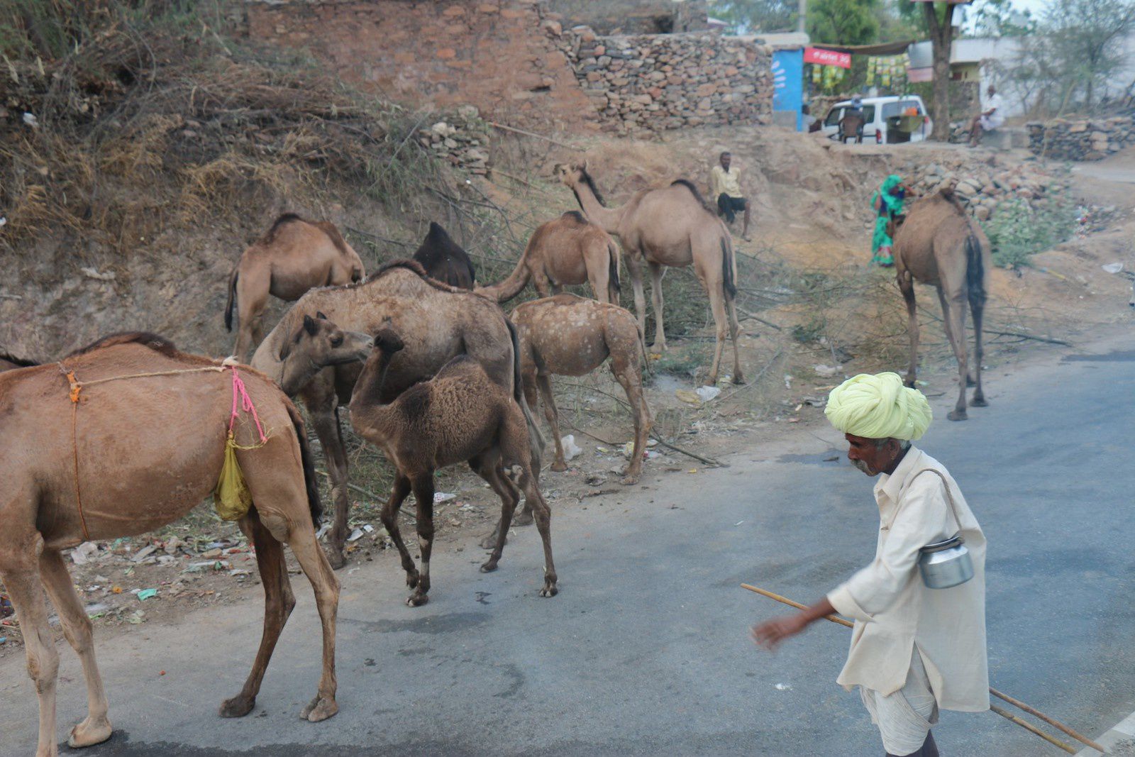 Dromadaires au Rajasthan (Inde)