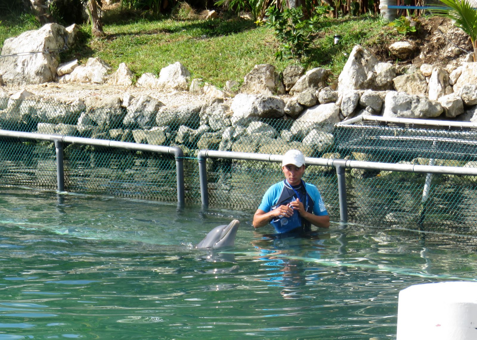Puerto Aventuras (Mexique), dauphins et lamantins