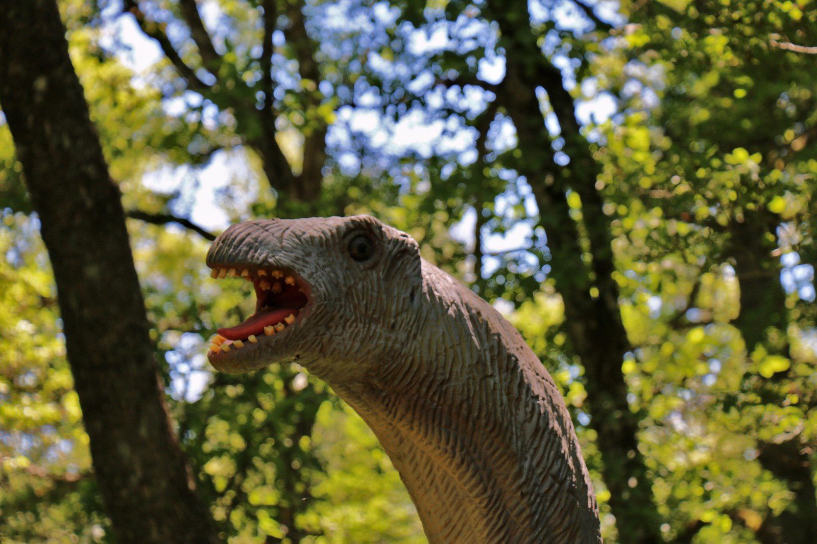 Diplodocus et Ceratosaurus, sur les traces des dinosaures