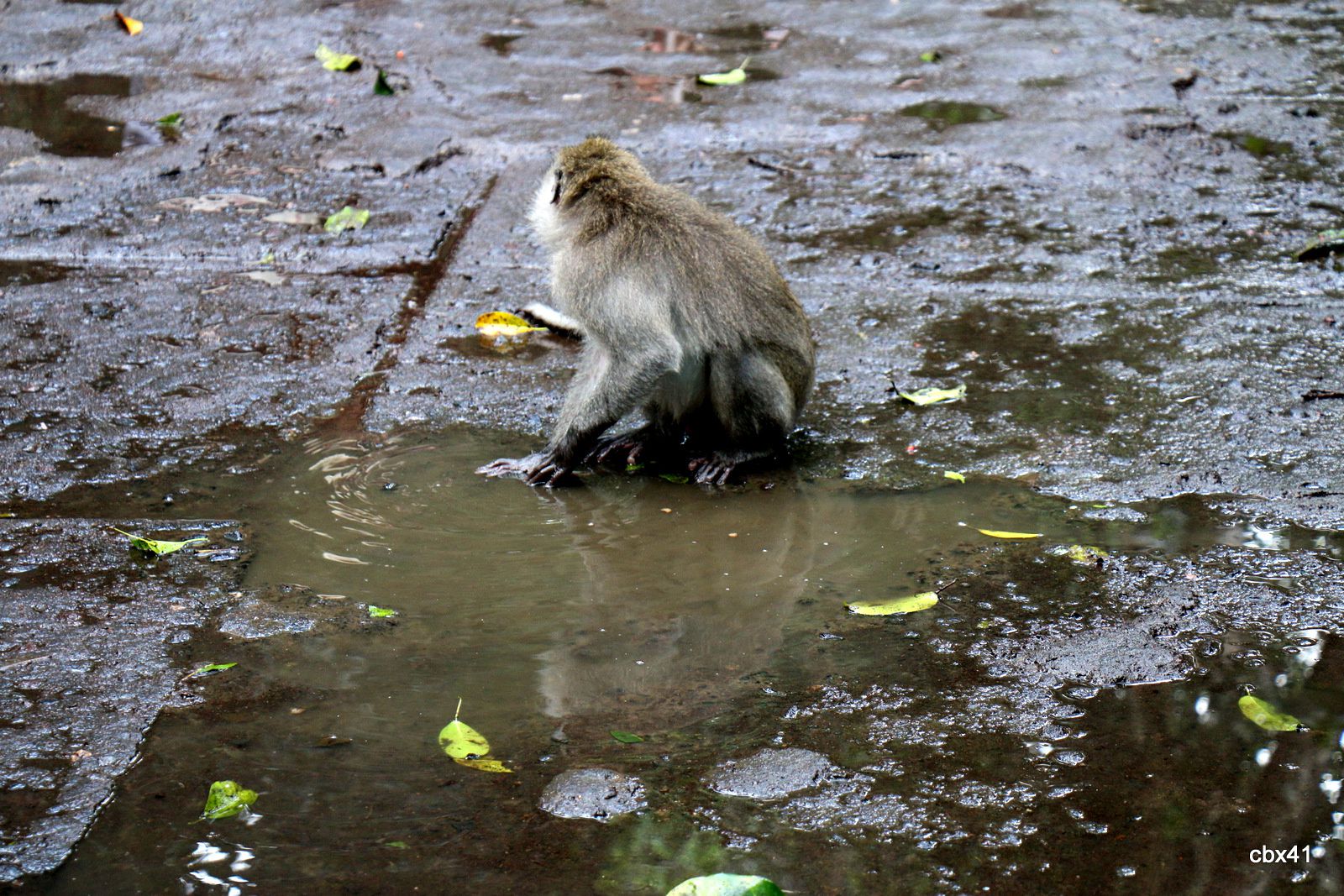 Macaques de la forêt des singes_Monkey Forest,  Ubud (Bali, Indonésie)