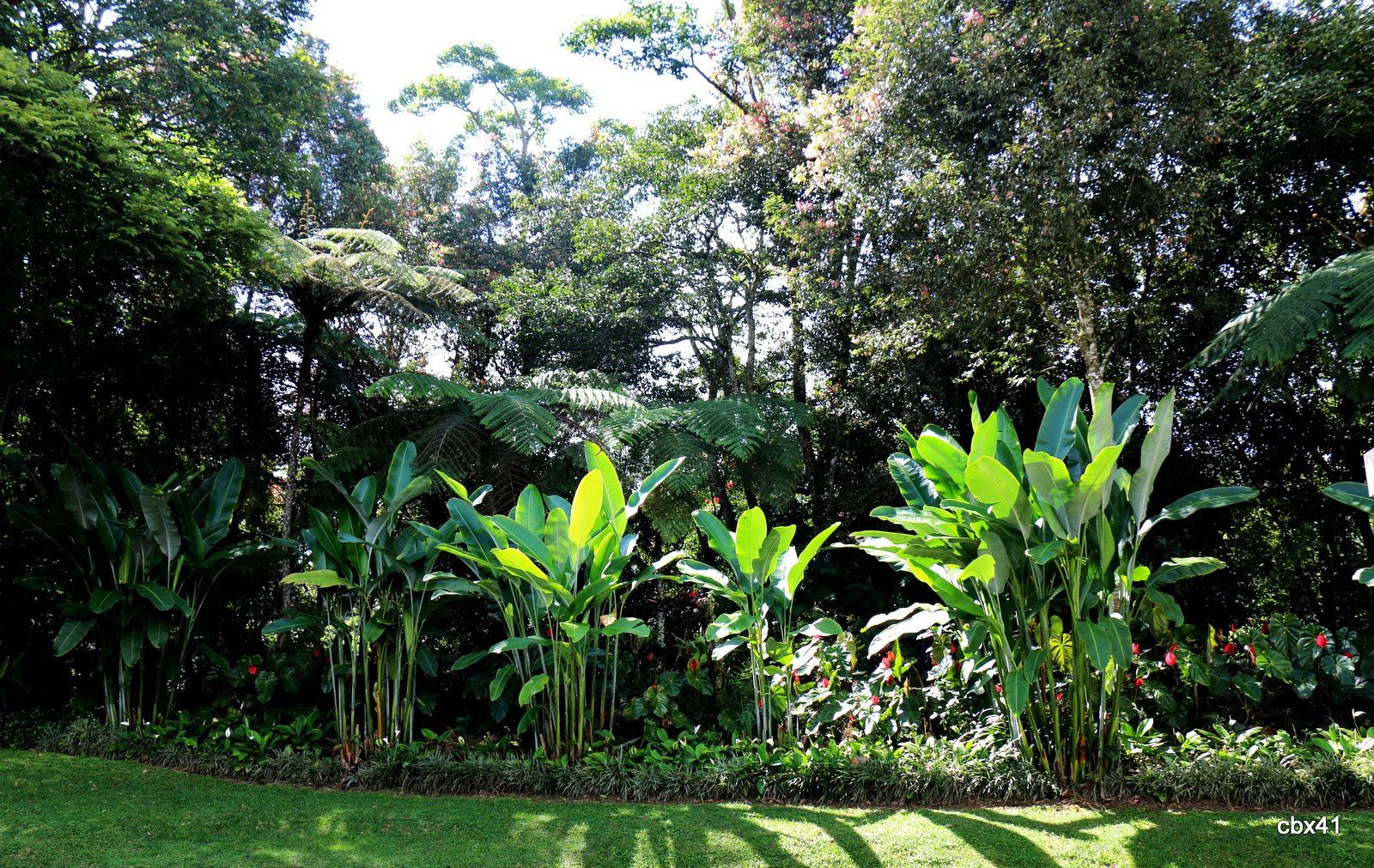 Villa Puri Candikuning (Bali), espace végétal et anthuriums