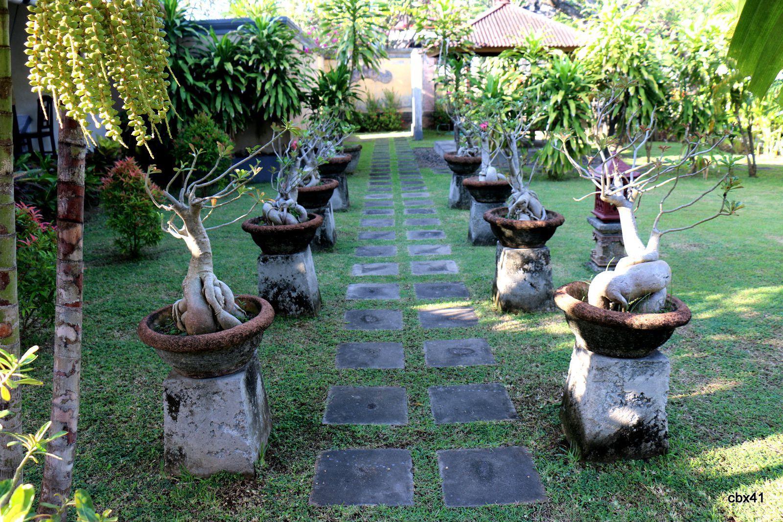 Hôtel Aditya Lovina Bali, les bonsaïs 