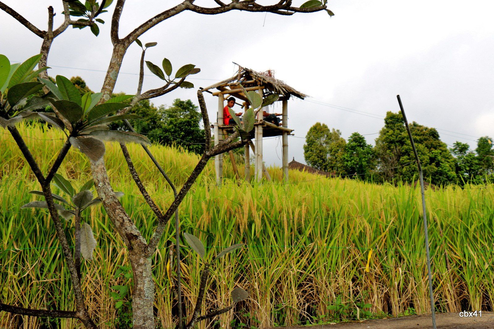 Taman Puri (Bali), rizières