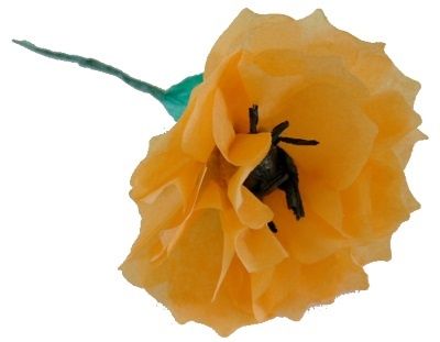 De jolies fleurs pour le corso fleuri du Havre