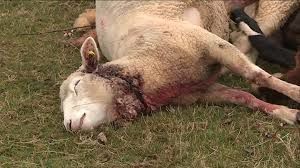Dix neuf moutons retrouvés morts dans la forêt communale
