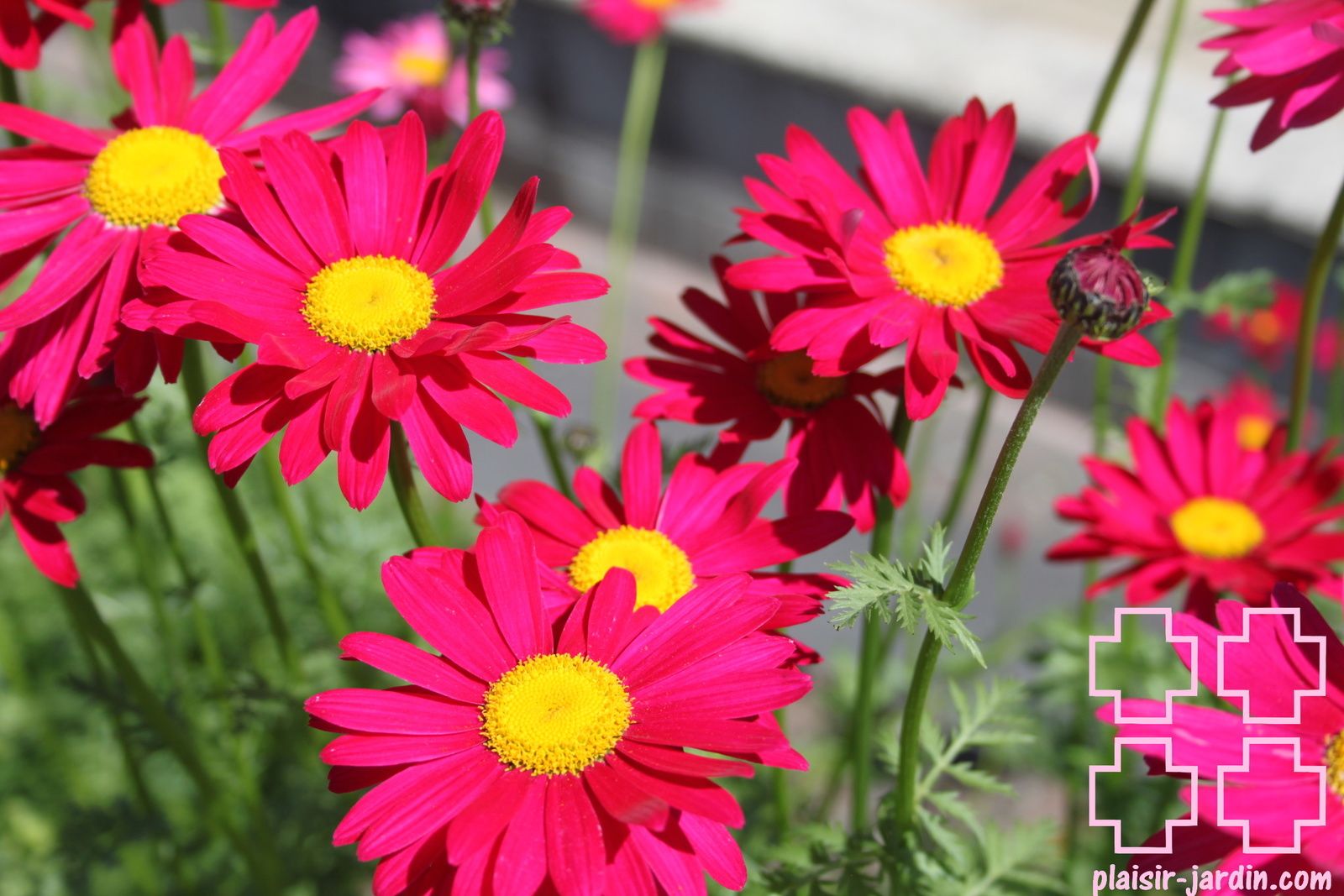 Tanacetum coccineum 'robinson's red'