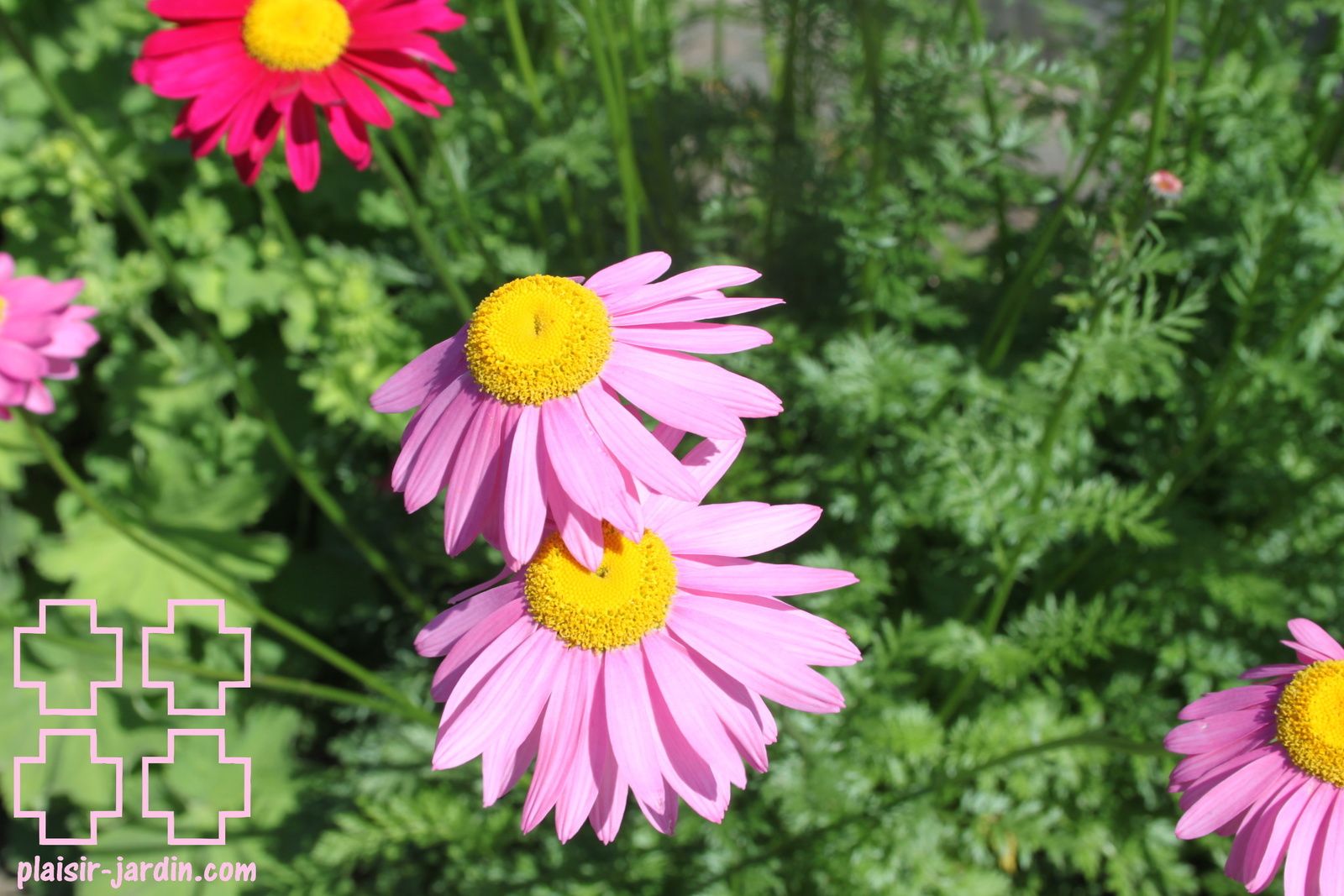 Tanacetum coccineum 'robinson's pink'