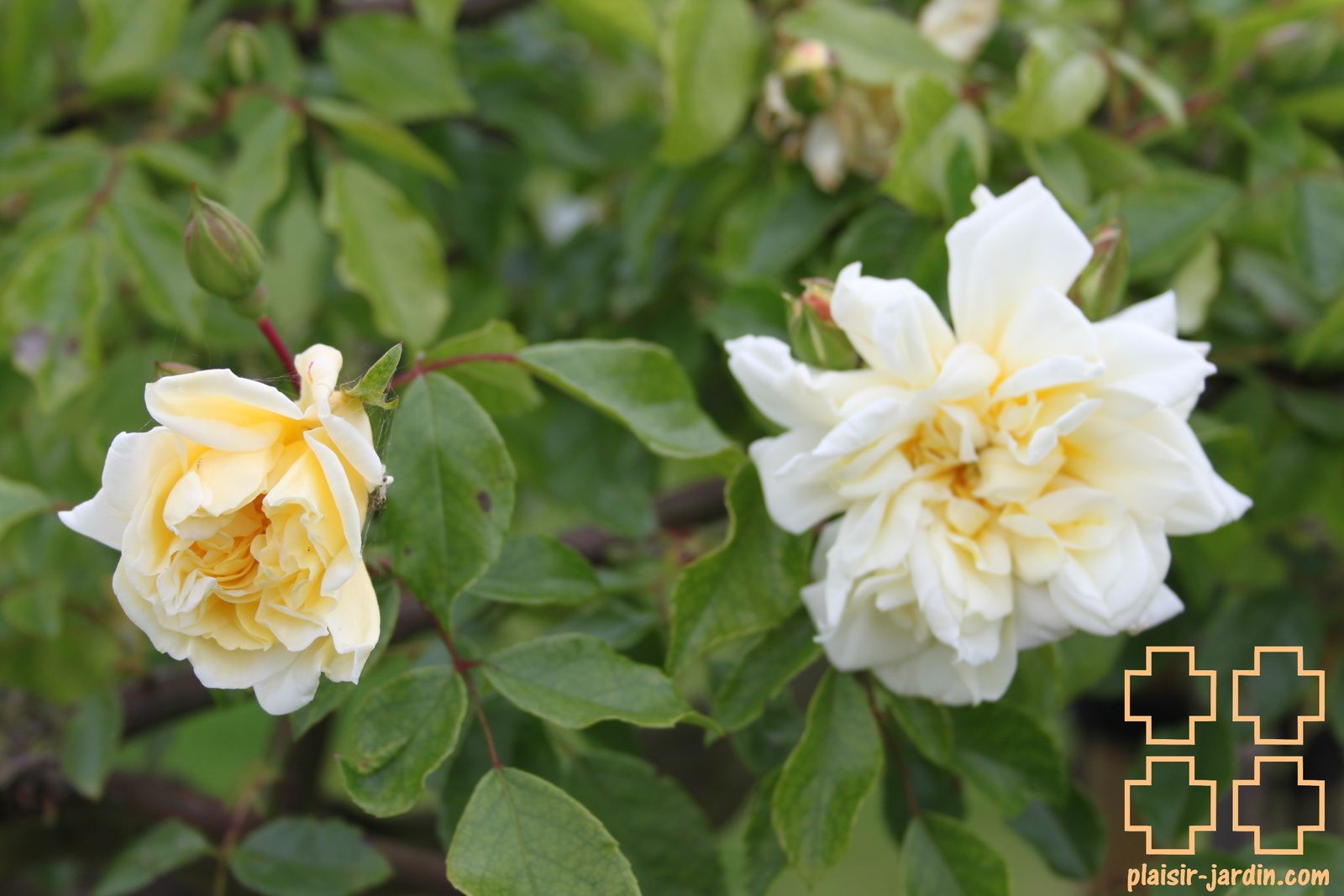 b9. Les rosiers en A. de Ab. à Al.