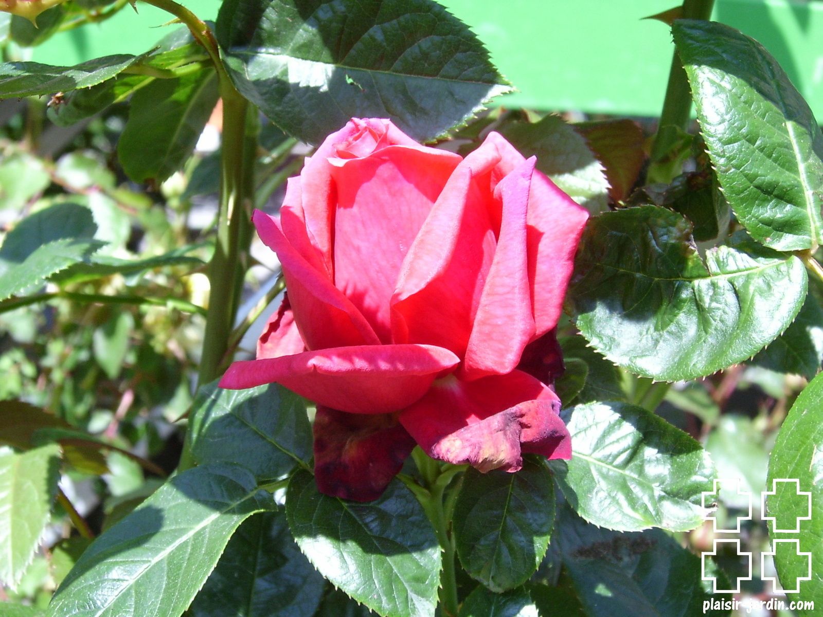 b9. Les rosiers en Cha.