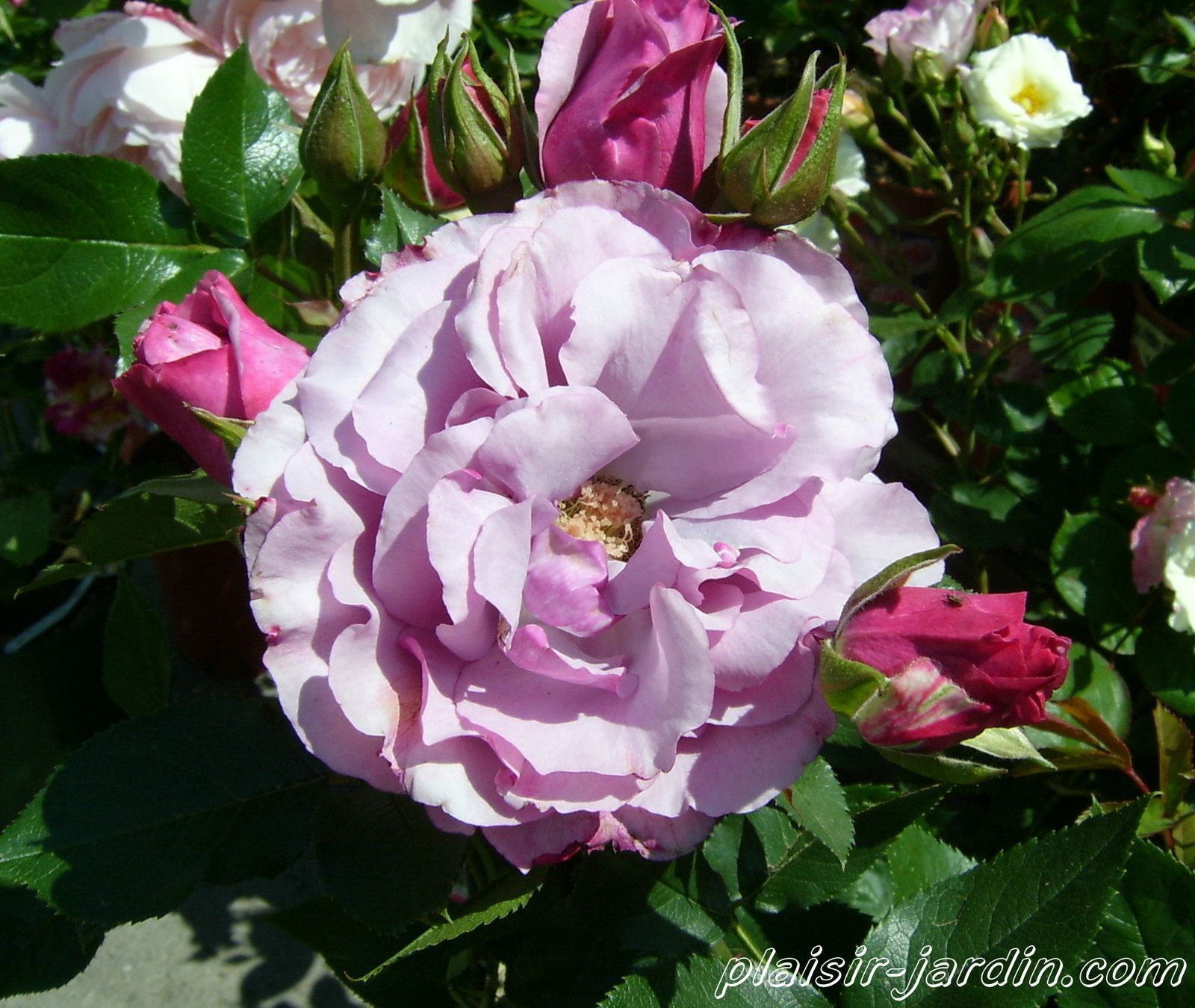 b9. Les rosiers en D