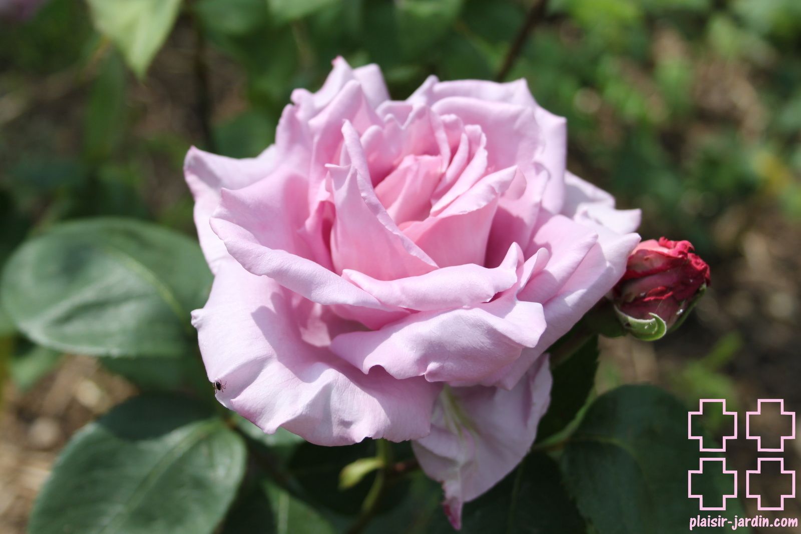 b9. Les rosiers en Cha.