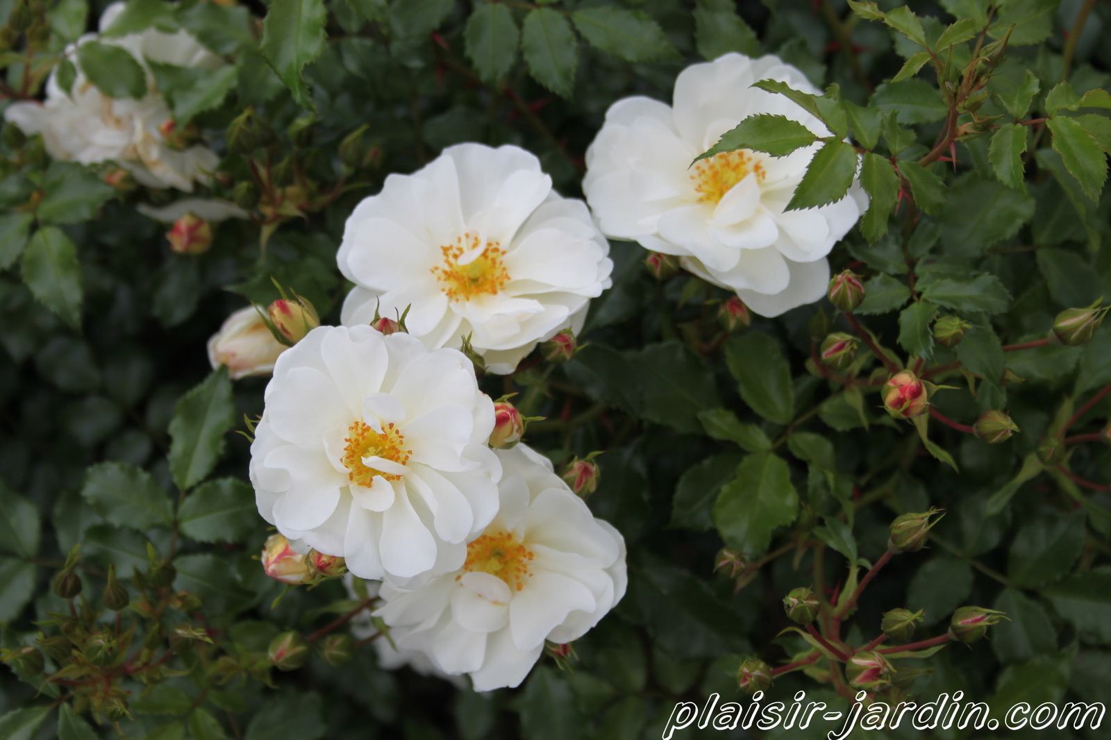 b9. Les rosiers en D