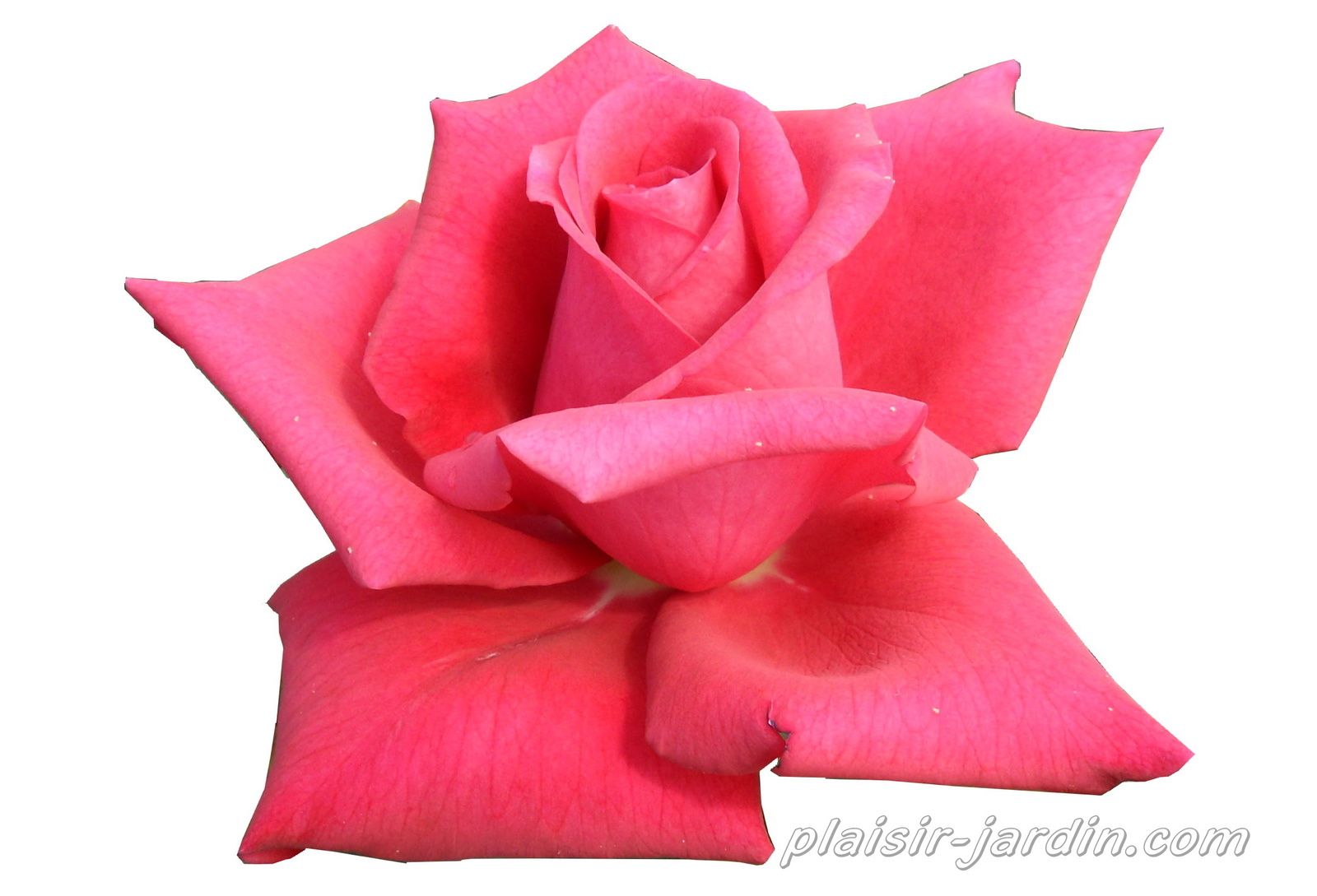 b9. Les rosiers en J. de Ju à Jz.