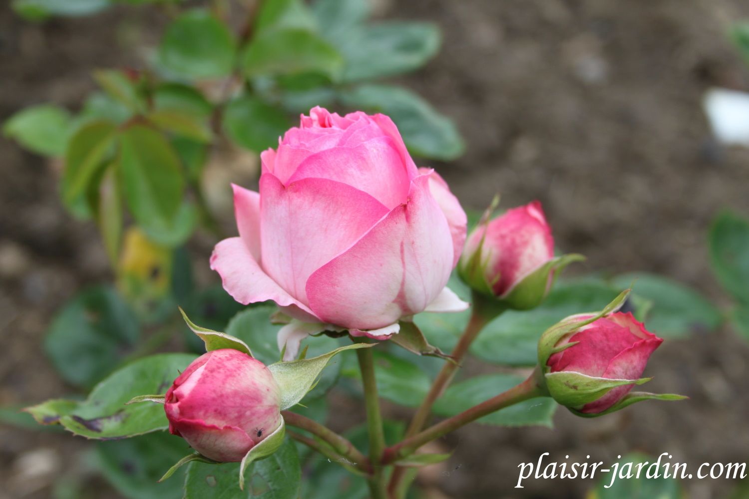 b9. Les rosiers en Ma.