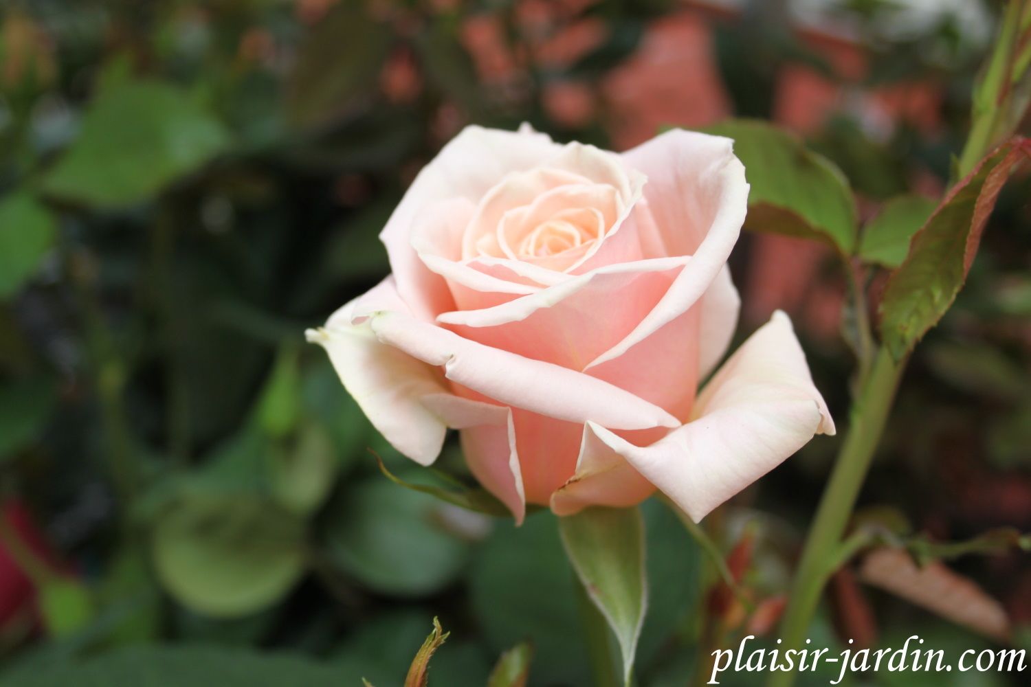 b9. Les rosiers en P. de Par à Pb.