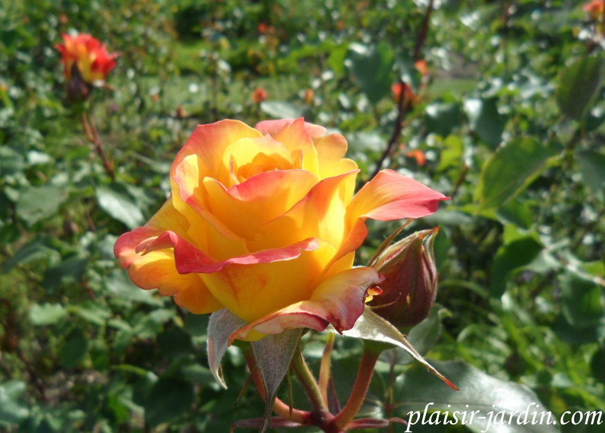 b9. Les rosiers en P. de Par à Pb.