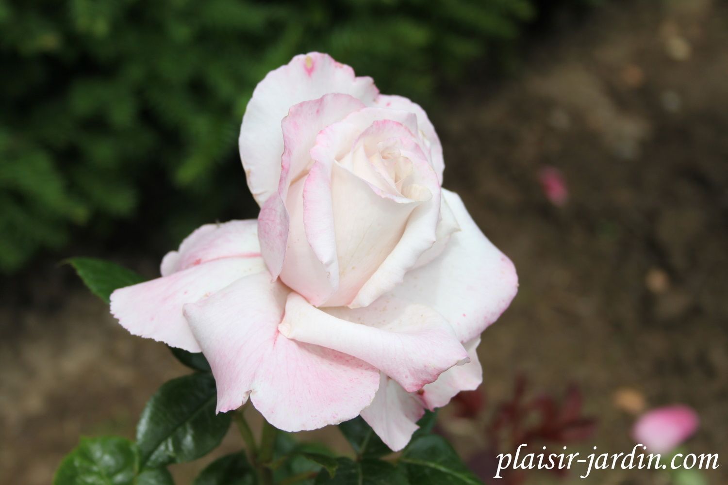 b9. Les rosiers en Re.