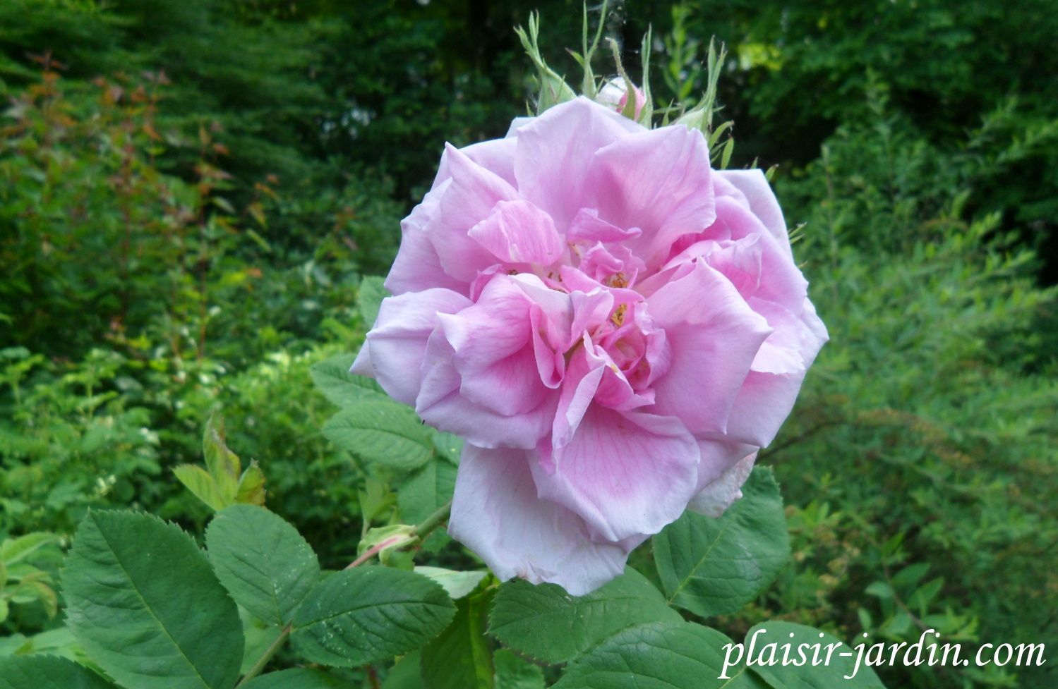 b9. Les rosiers en S. de Sa. à Sh.