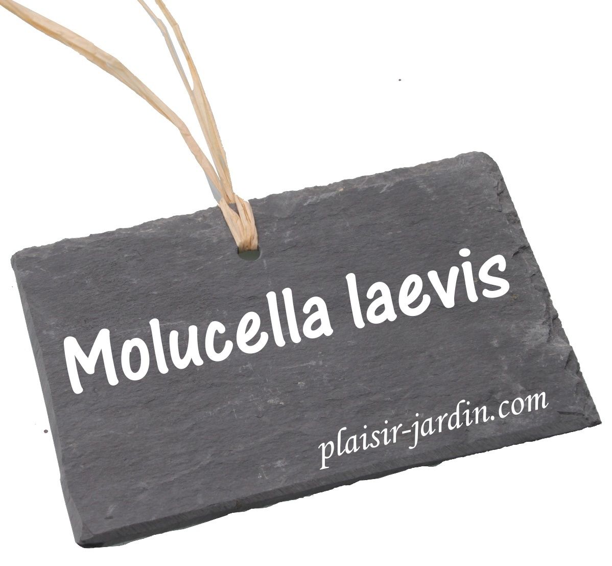 Le Molucella laevis (clochettes d'Irlande)