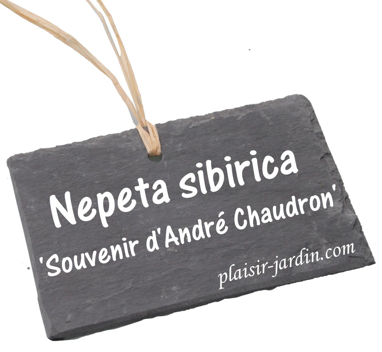 Le Nepeta sibirica 'Souvenir d'André Chaudron'