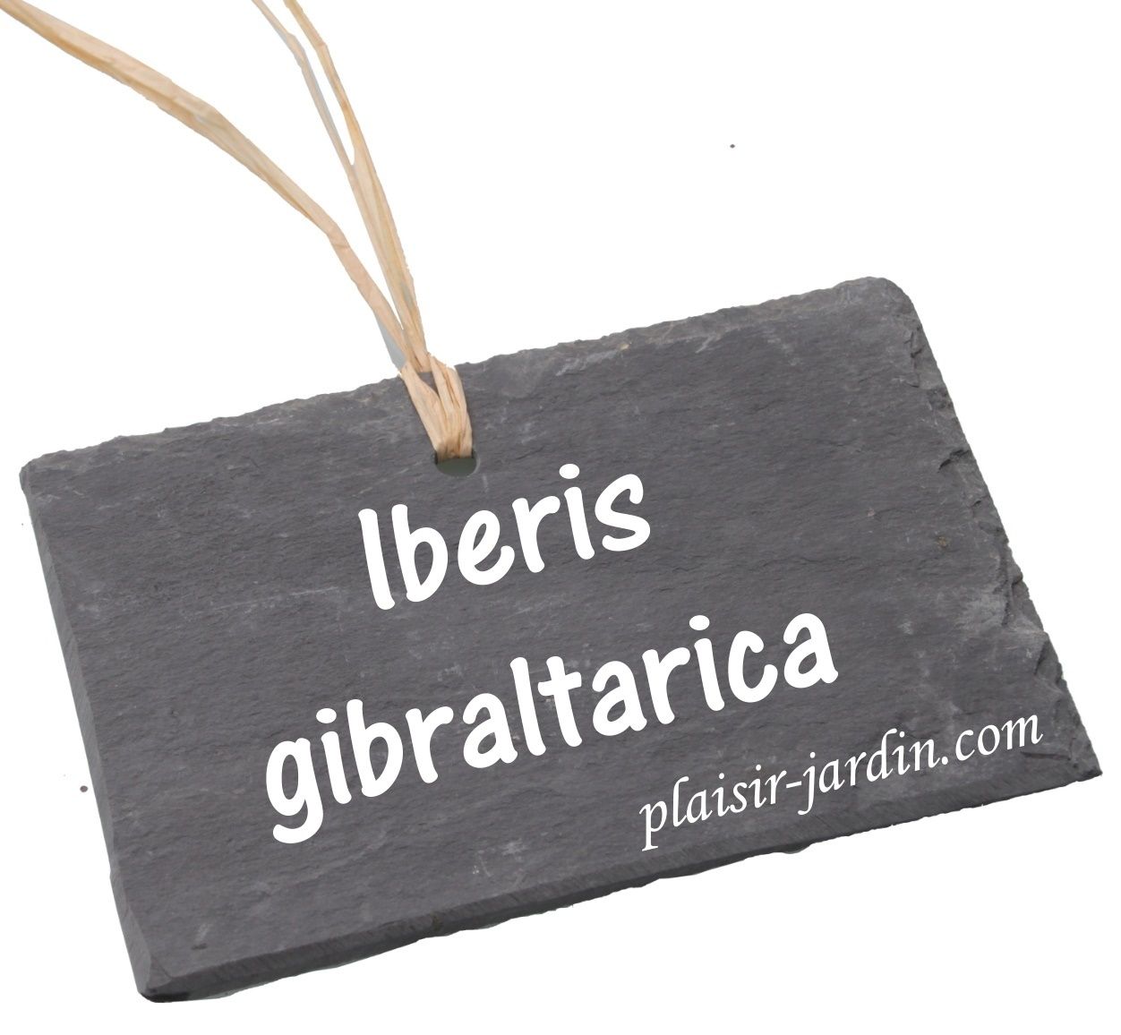 L'Iberis gibraltarica