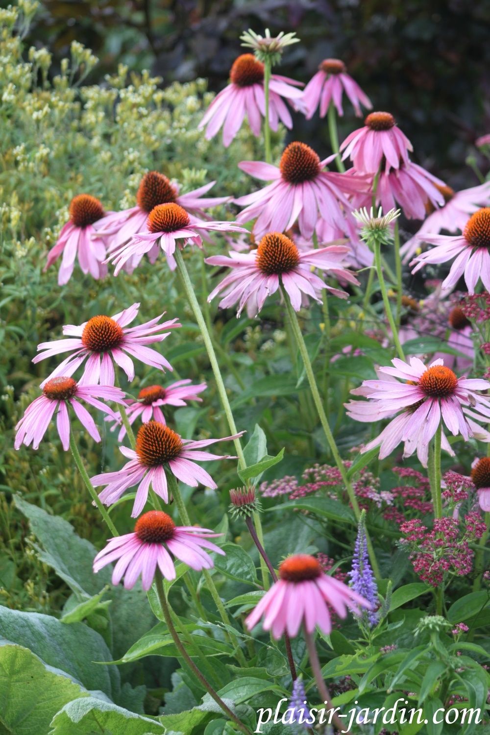 Les graines sont issues des fleurs de cette photo.