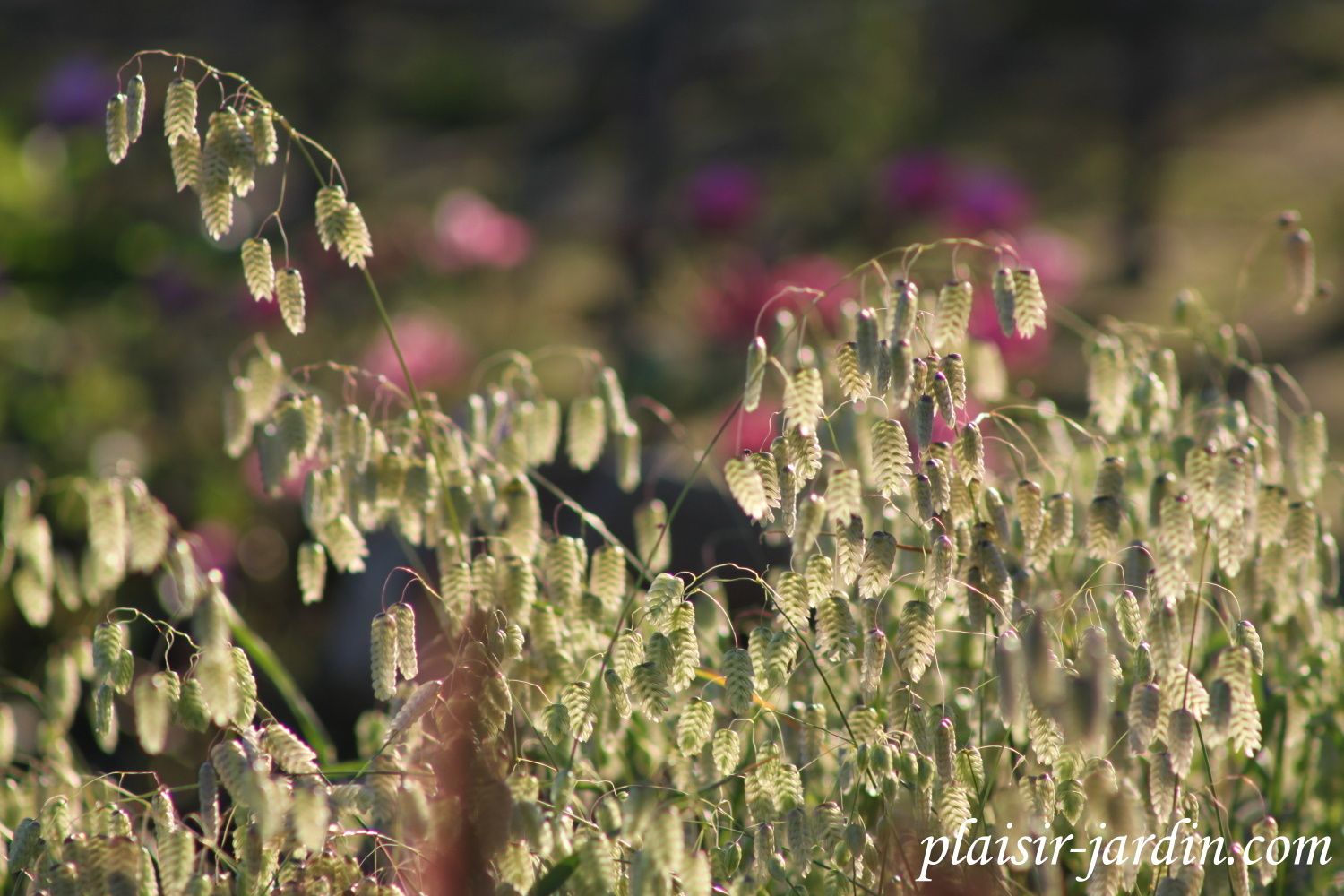 Seeds of Love 2015
