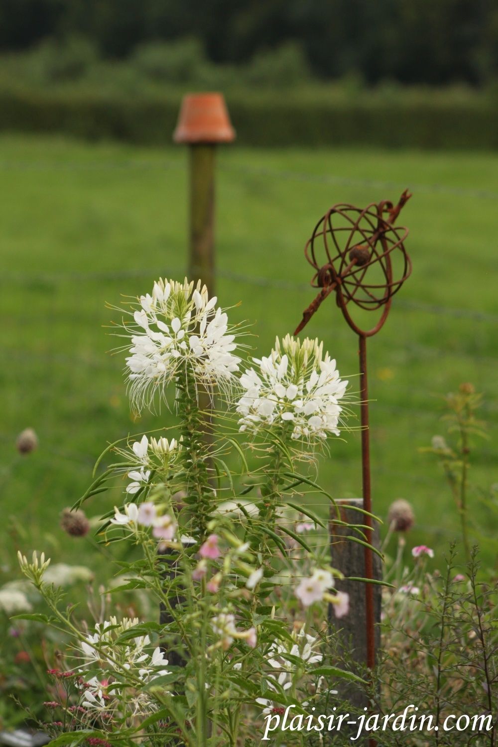 Seeds of Love 2015