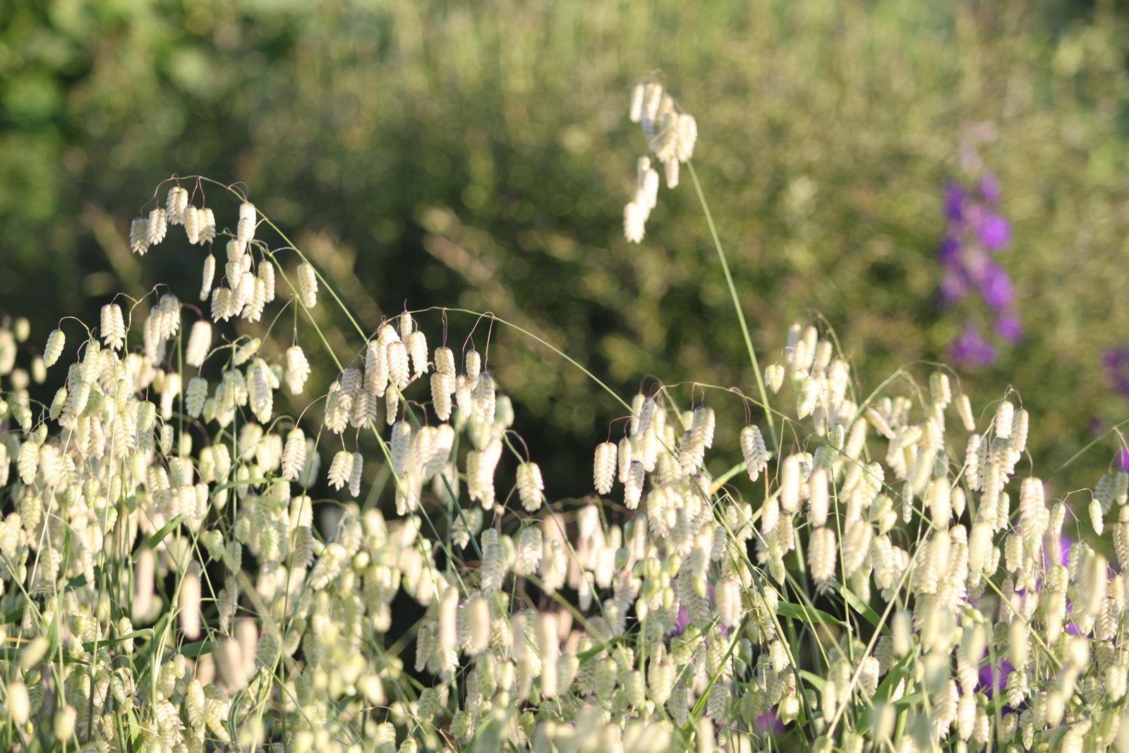 Seeds of Love 2015