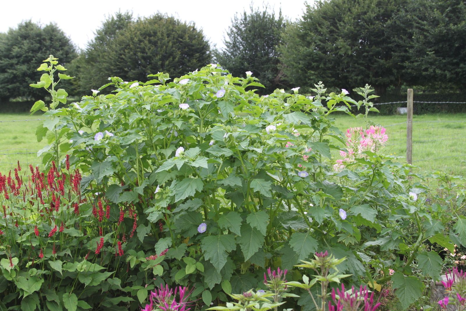Seeds of Love 2015
