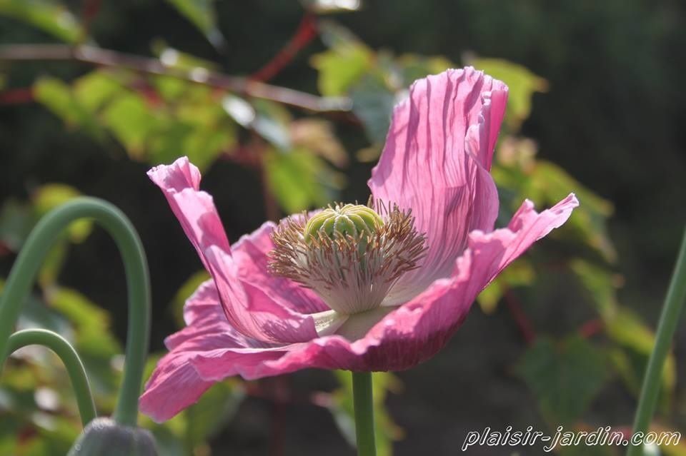 Seeds of Love 2015