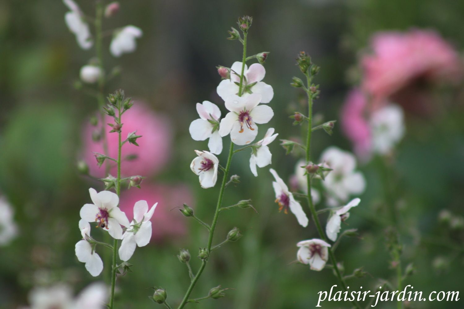 Seeds of Love 2015