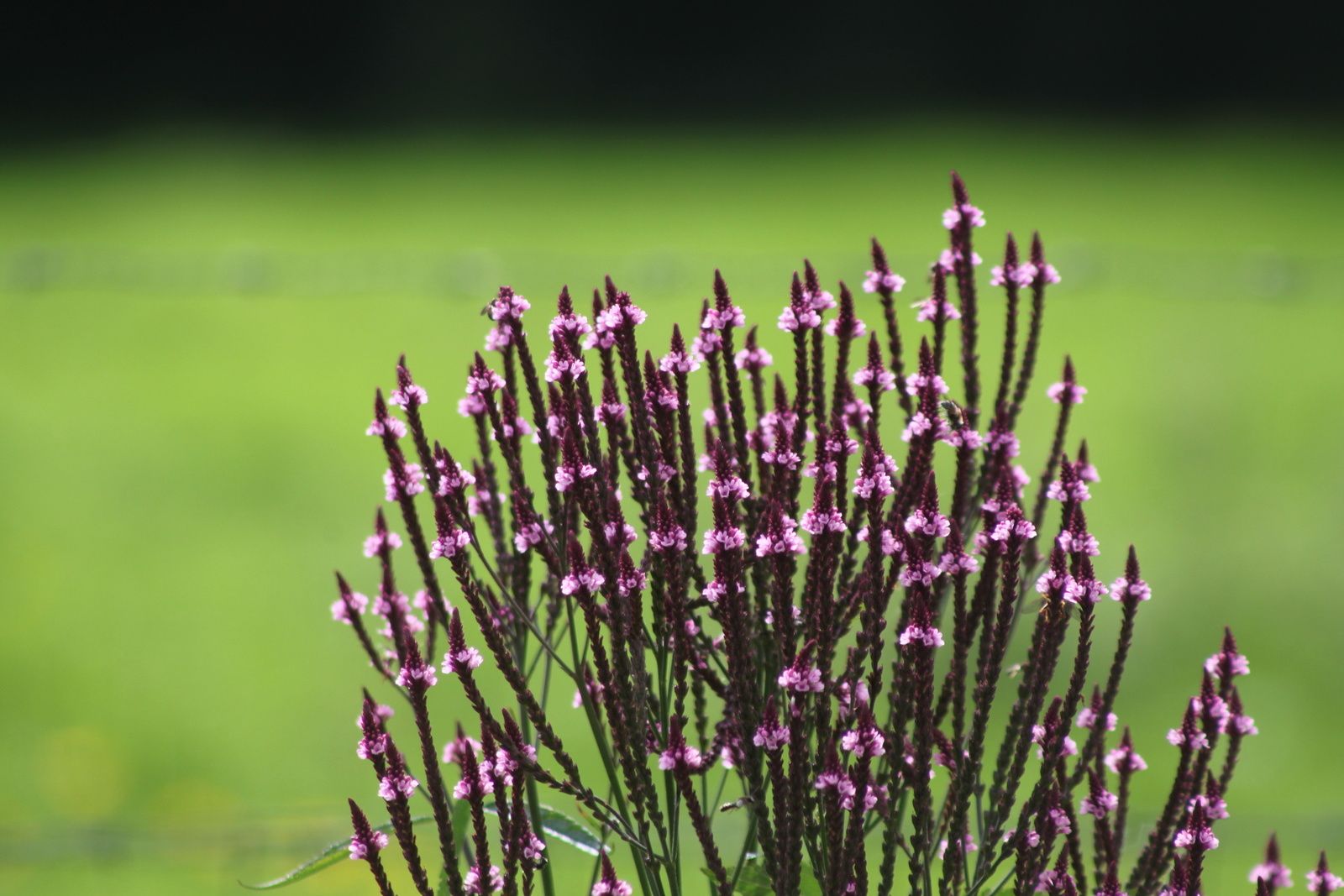 Seeds of Love 2015