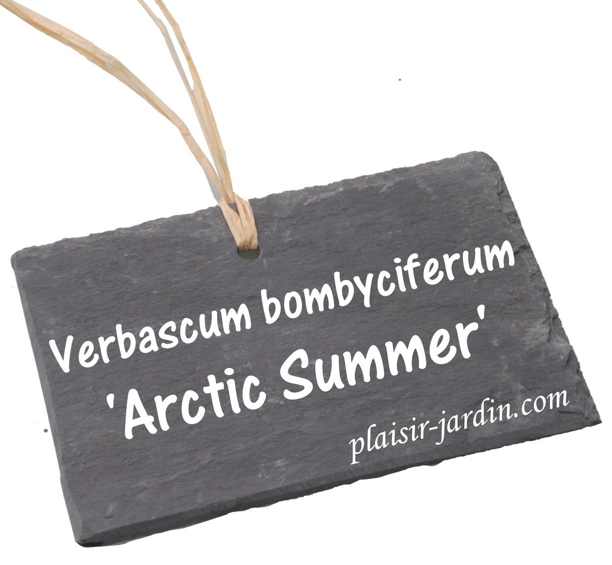 Le Verbascum bombyciferum 'Arctic Summer'