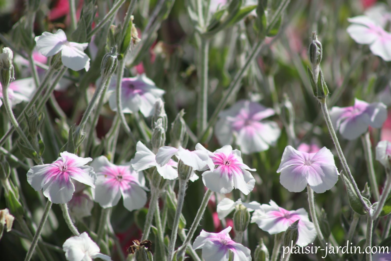 Le Lychnis coronaria 'oculata'