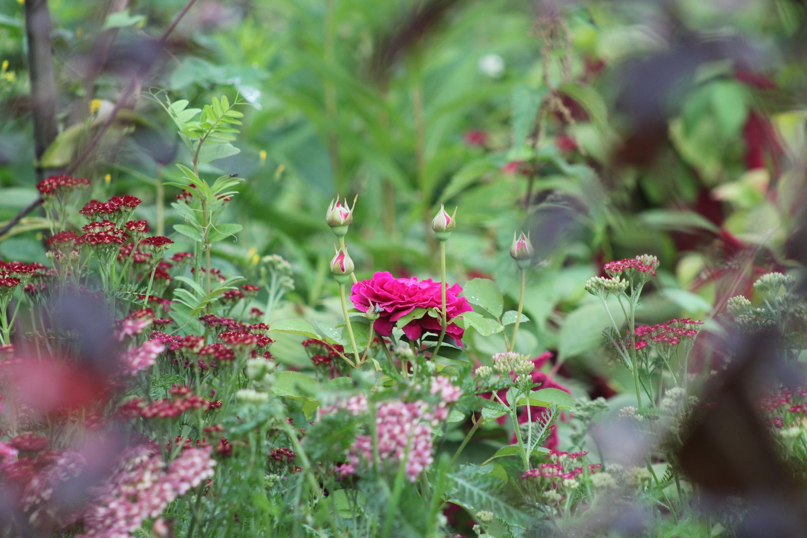 Seeds of Love 2015