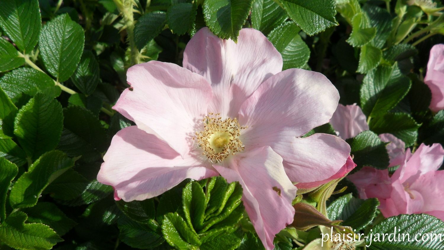 Les rosiers rugosas (suite)
