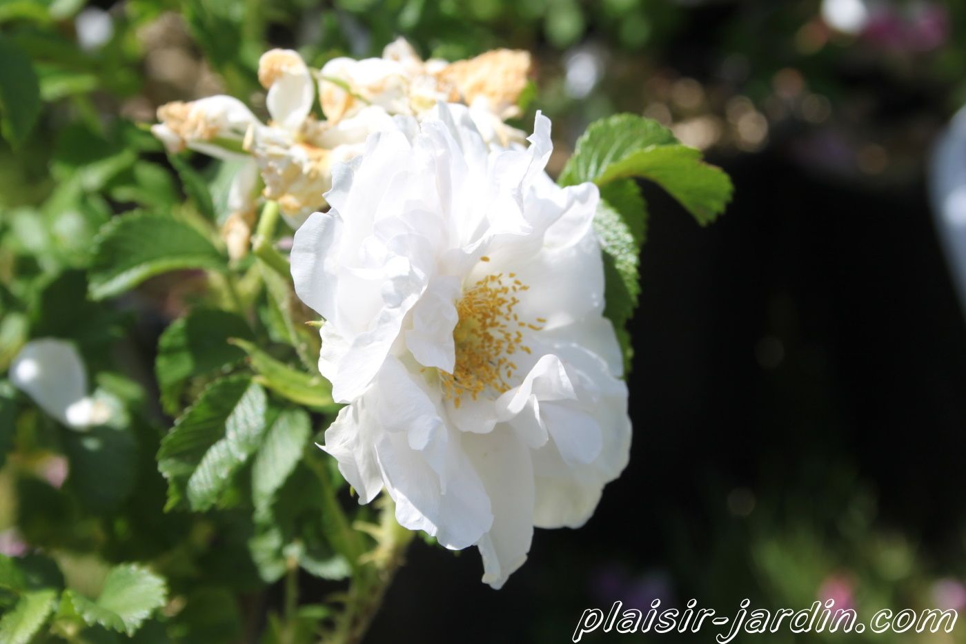 Les rosiers rugosas (suite)
