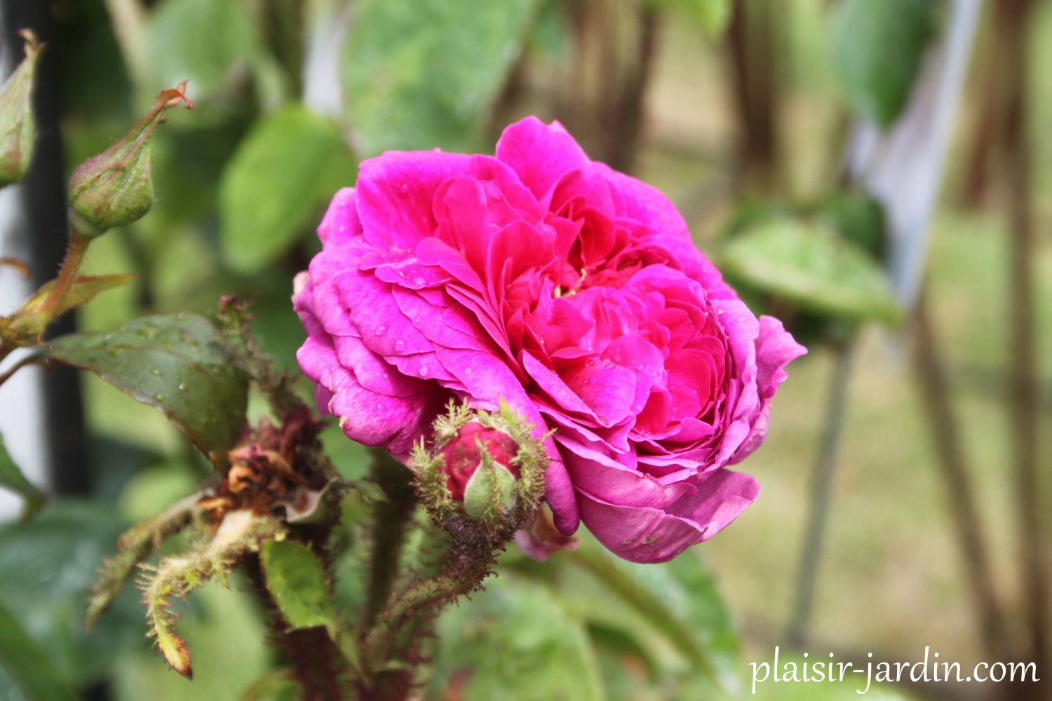 Le rosier mousseux 'Eugénie Guinoisseau'