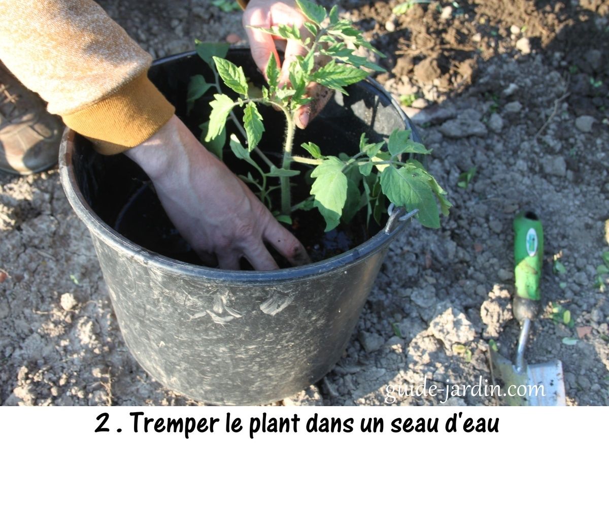 Comment planter les pieds de tomates ?