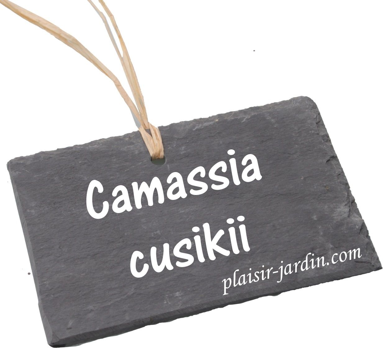 Le Camassia cusikii