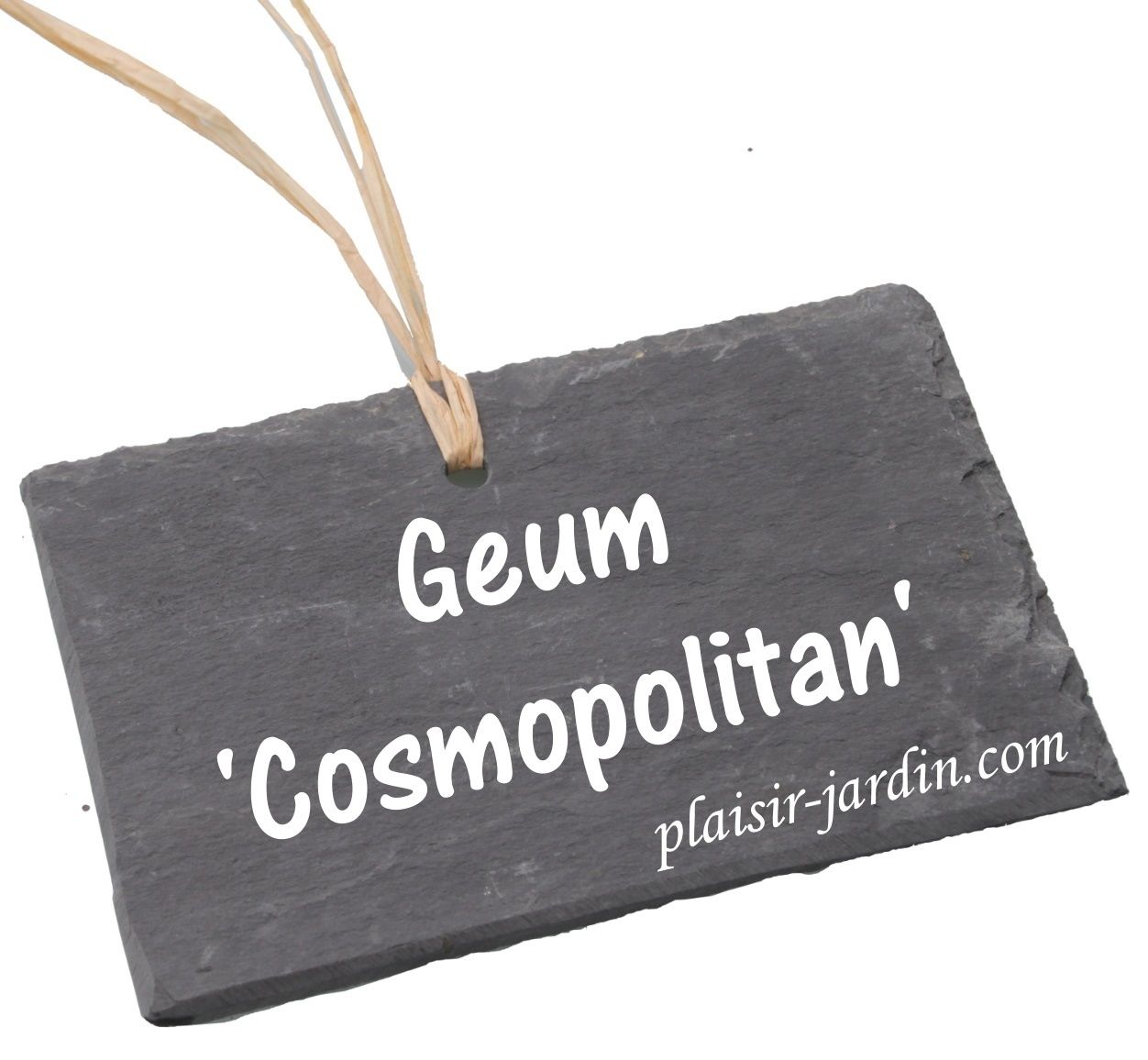 Le Geum 'cosmopolitan'