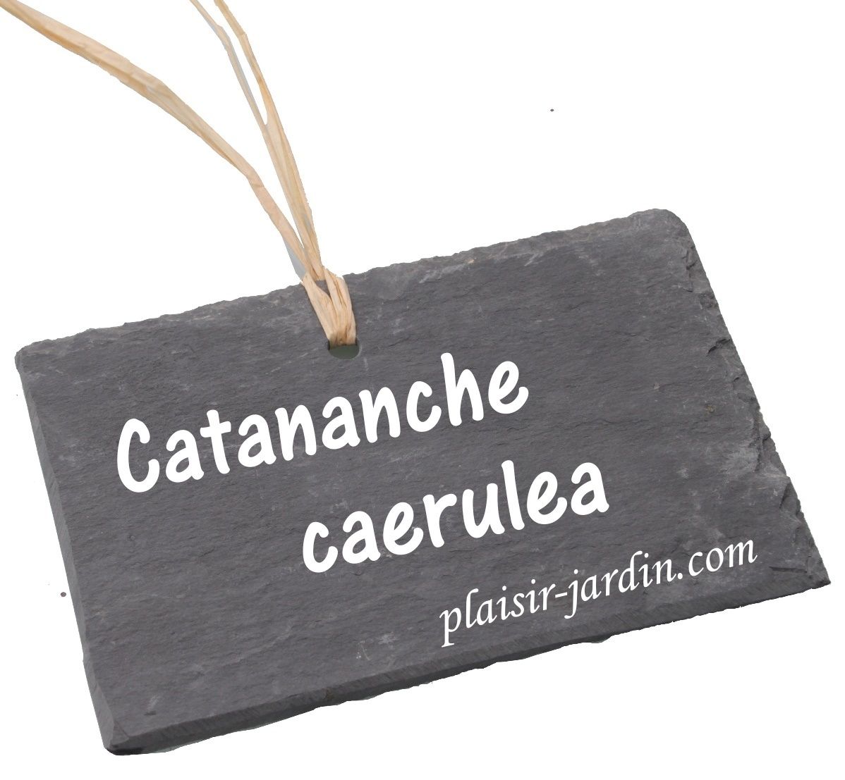 La Catananche caerulea (cupidone)