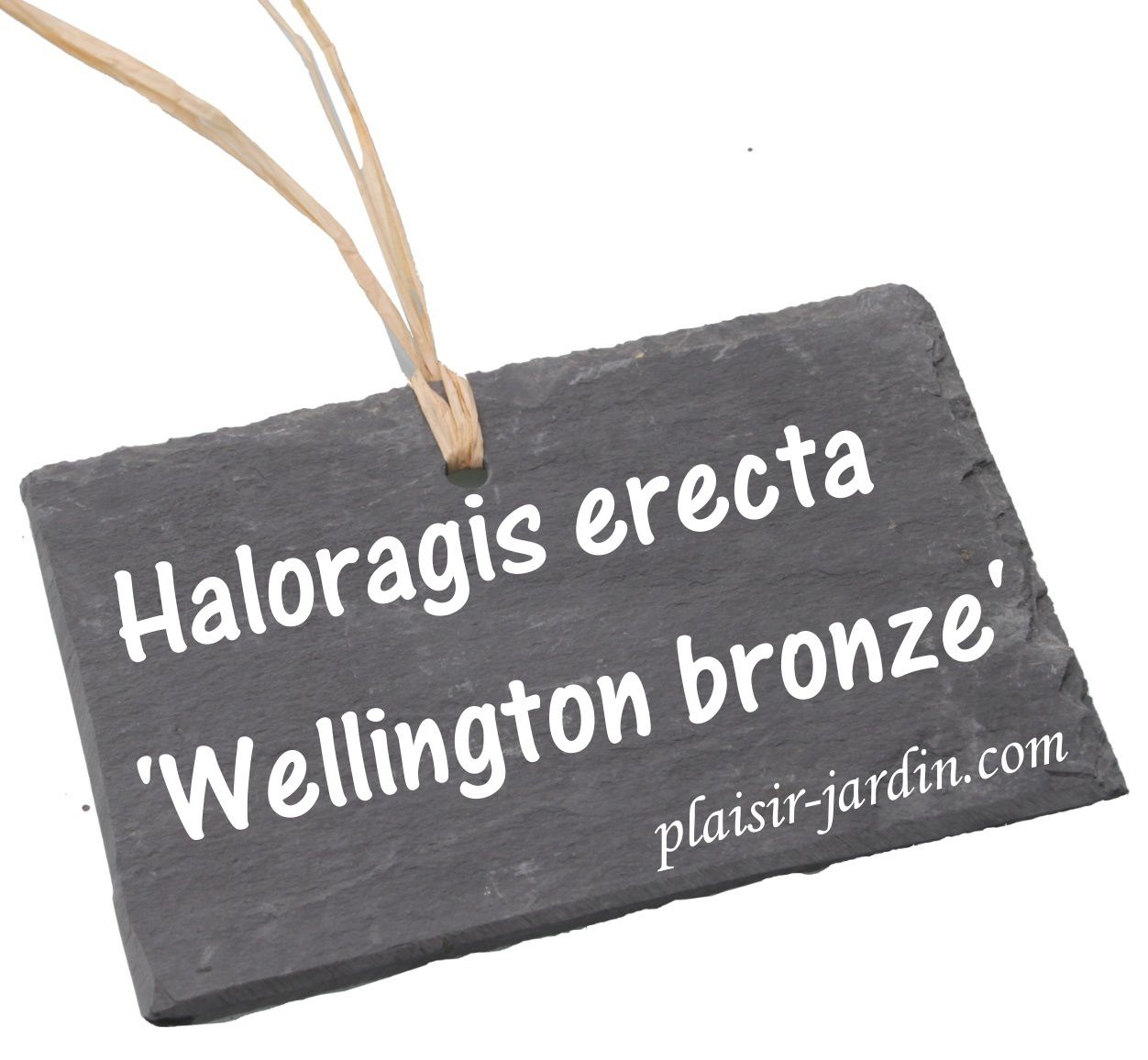L'Haloragis erecta 'wellington bronze'