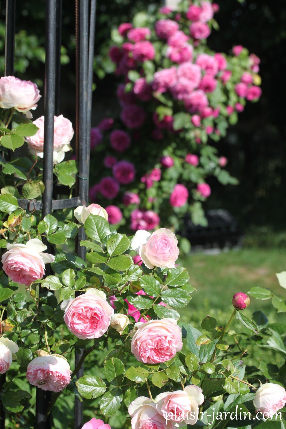 Le rosier grimpant Pierre de Ronsard (Eden Rose) - plaisir-jardin.com