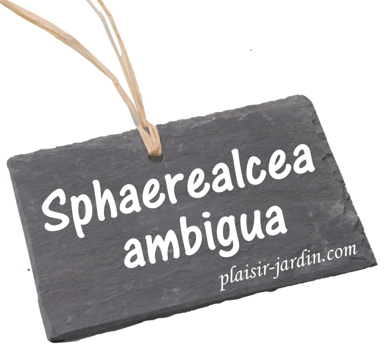 Le Sphaerealcea ambigua
