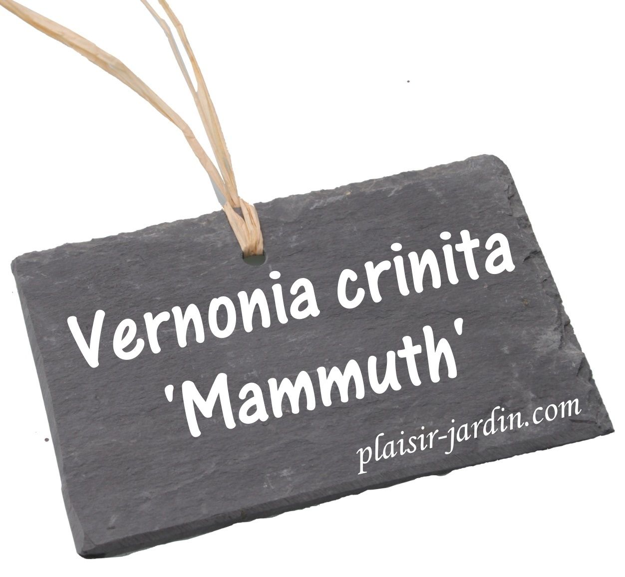 Le Vernonia crinita 'Mammuth'