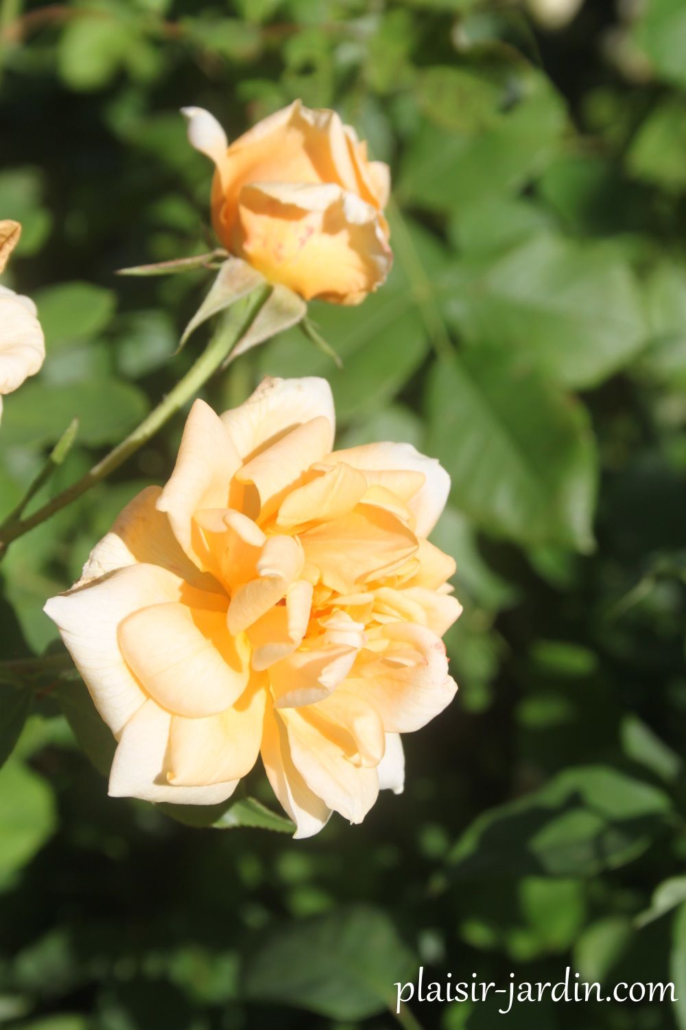 3 rosiers noisettes jaunes ...