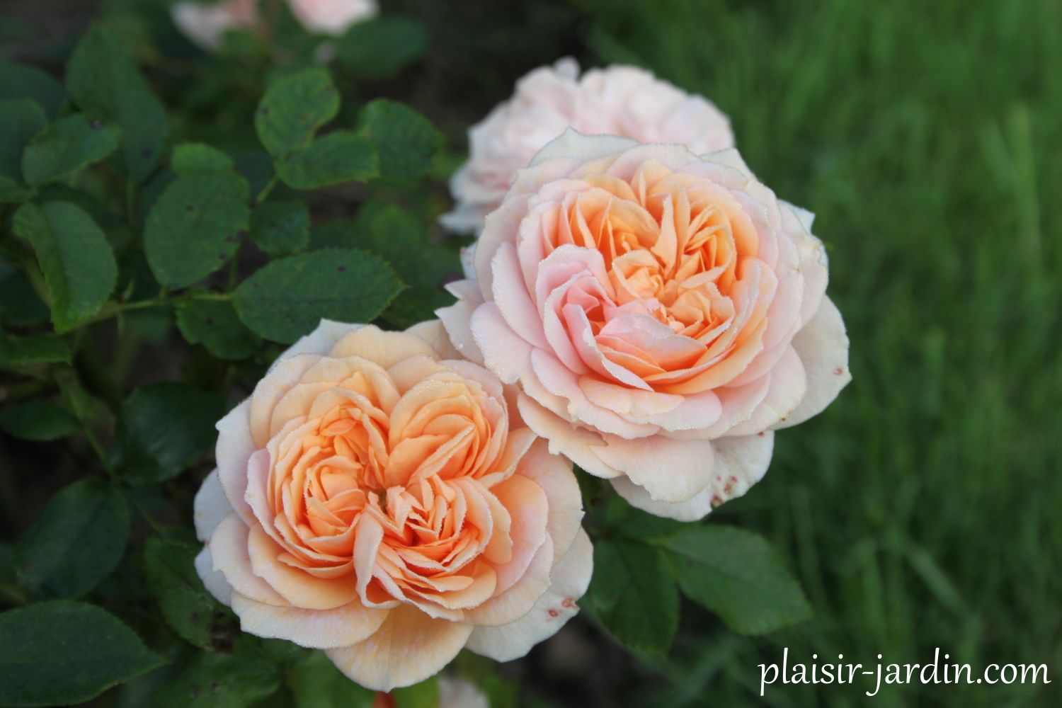 Le rosier 'Joie de Vivre' ('Garden of Roses')